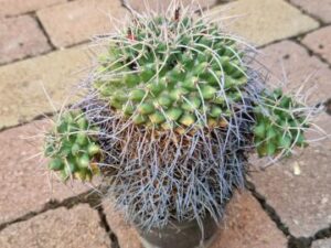 Mammillaria sp 2