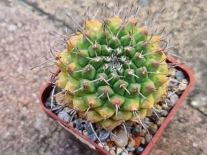 Mammillaria centricirrha