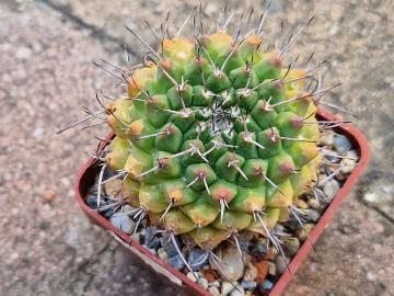 Mammillaria centricirrha