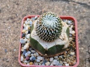 Pelecyphora pseudopectinata