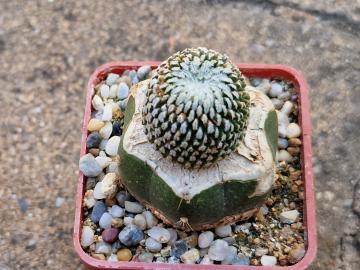 Pelecyphora pseudopectinata