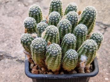 Mediolobivia haagei (5)