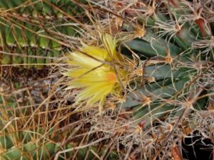 semena Leuchtenbergia principis