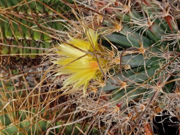 semena Leuchtenbergia principis
