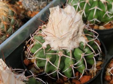 semena Discocactus carasolensis