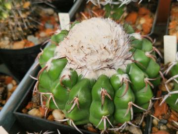 semena Discocactus tricornis