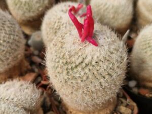 semena Epithelantha micromeris (1)