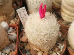 semena Epithelantha micromeris PM 166