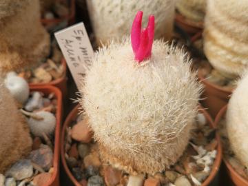 semena Epithelantha micromeris PM 166