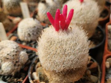 semena Epithelantha polycephala