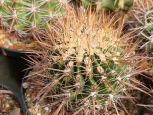 semena Ferocactus fordii