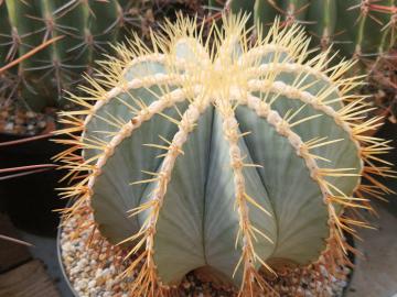 semena Ferocactus glaucescens (1)
