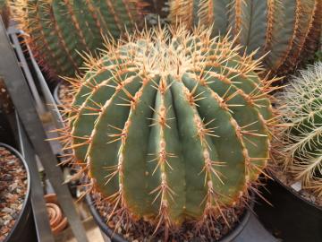 semena Ferocactus histrix