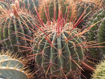 semena Ferocactus rectispinus (2)