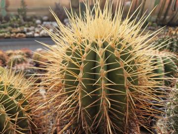 semena Ferocactus reppenhagenii