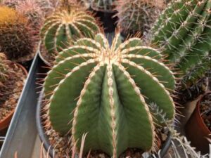 semena Ferocactus schwarzii