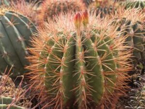 semena Ferocactus steinesii v pilosus