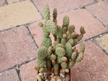 Opuntia microdasys v minima
