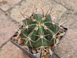 Melocactus sp 1