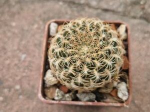 Sulcorebutia breviflora v lauii