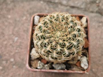 Sulcorebutia breviflora v lauii
