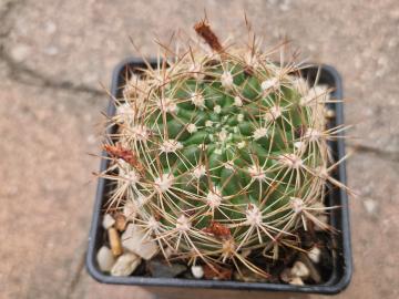 Weingartia trollii