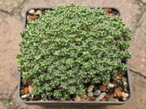 Puna subteranea Incahuasi