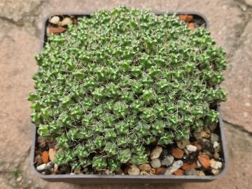 Puna subteranea Incahuasi