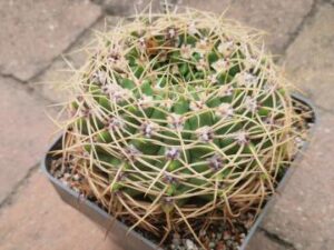 20250830_145510_8905 Gymnocalycium multiflorum
