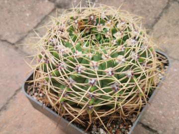 Gymnocalycium multiflorum