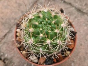 20250830_153634_8912 Weingartia sp 1