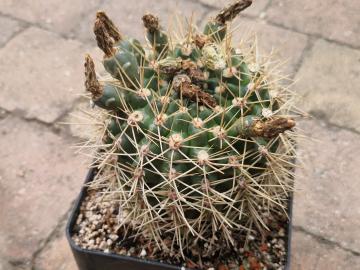 Gymnocalycium wagnerianum