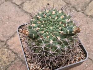 Gymnocalycium sp 10
