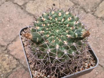 Gymnocalycium sp 10