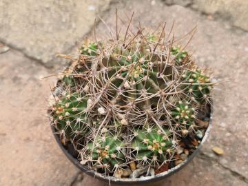 Lobivia grandiflora v longispina