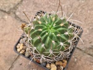 Lobivia tegeleriana v oyonica