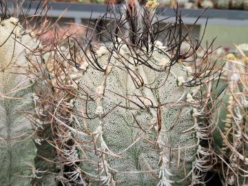 semena Astrophytum capricorne Parras