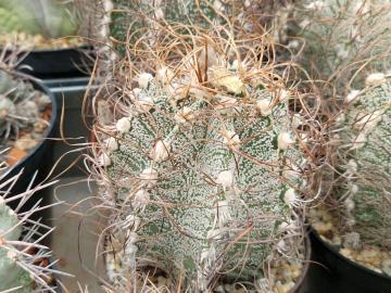 semena Astrophytum crassispinoides