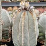 semena Astrophytum columnare