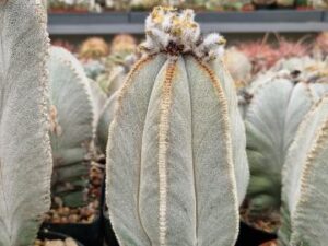semena Astrophytum columnare