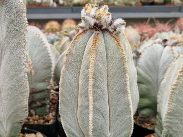 semena Astrophytum columnare