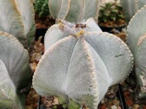 semena Astrophytum myriostigma