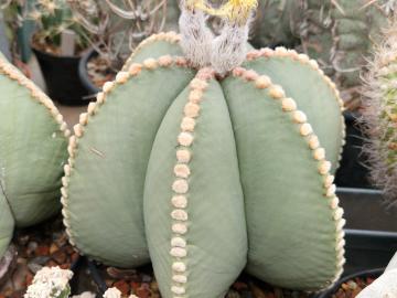 semena Astrophytum myriostigma v nudum