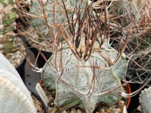 semena Astrophytum niveum