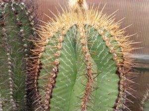 semena Astrophytum ornatum