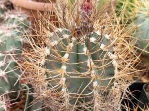 semena Astrophytum senile v aureum