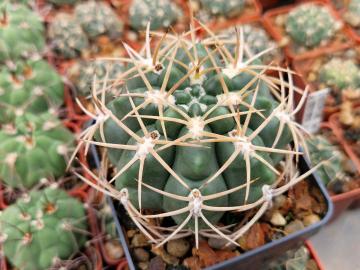 semena Gymnocalycium achirasense v vikulovii