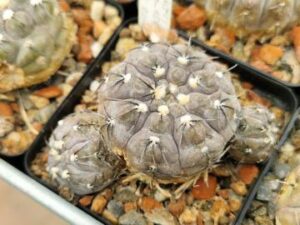 semena Gymnocalycium berchtii GN 89-158/419