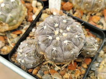 semena Gymnocalycium berchtii GN 89-158/419