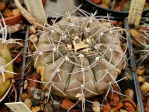 semena Gymnocalycium kozelskyanum La Rioja